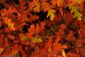 Colorado Fall Colors-4922.jpg